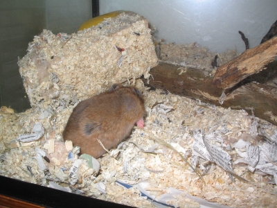 Hamster - Vater Orlando